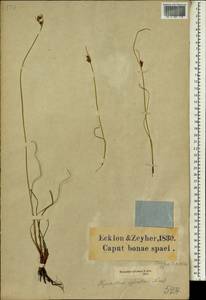 Tetraria sylvatica (Nees) C.B.Clarke, Africa (AFR) (South Africa)