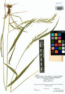 Elymus sibiricus L., Siberia, Baikal & Transbaikal region (S4) (Russia)