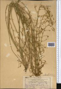 Convolvulus pilosellifolius Desr., Middle Asia, Kopet Dag, Badkhyz, Small & Great Balkhan (M1) (Turkmenistan)