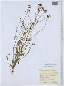 Haplophyllum bungei Trautv., Middle Asia, Karakum (M6) (Turkmenistan)