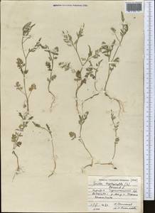 Torilis leptophylla (L.) Rchb. fil., Middle Asia, Pamir & Pamiro-Alai (M2) (Kyrgyzstan)