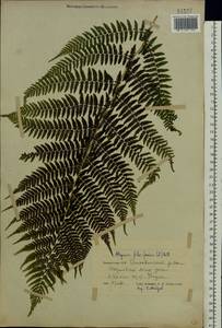 Athyrium filix-femina (L.) Roth, Eastern Europe, Belarus (E3a) (Belarus)