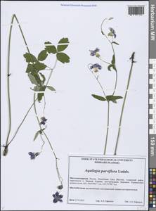 Aquilegia parviflora Ledeb., Siberia, Yakutia (S5) (Russia)