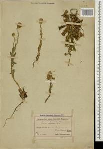 Carduus seminudus M. Bieb., Caucasus, Azerbaijan (K6) (Azerbaijan)