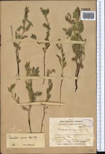 Tournefortia sogdiana (Bunge) Popov, Middle Asia, Syr-Darian deserts & Kyzylkum (M7) (Uzbekistan)