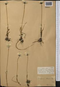 Eriophorum scheuchzeri Hoppe, Middle Asia, Dzungarian Alatau & Tarbagatai (M5) (Kazakhstan)