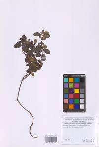 Vaccinium vitis-idaea L., Eastern Europe, Moscow region (E4a) (Russia)