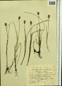 Eriophorum scheuchzeri Hoppe, Siberia, Chukotka & Kamchatka (S7) (Russia)
