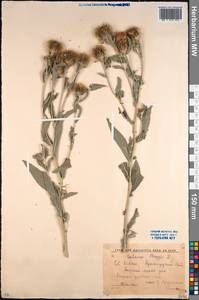 Centaurea phrygia subsp. salicifolia (M. Bieb. ex Willd.) Mikheev, Caucasus, Krasnodar Krai & Adygea (K1a) (Russia)