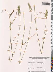 Agropyron cristatum (L.) Gaertn., Siberia, Chukotka & Kamchatka (S7) (Russia)