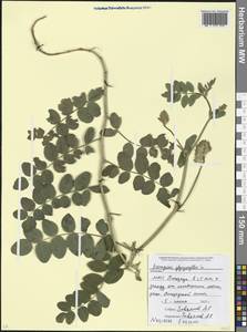 Astragalus glycyphyllos L., Caucasus, Abkhazia (K4a) (Abkhazia)