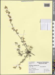 Atraphaxis replicata Lam., Caucasus, Dagestan (K2) (Russia)