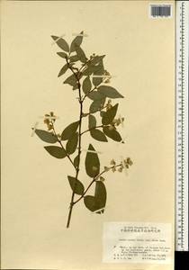 Deutzia scabra Thunb., South Asia, South Asia (Asia outside ex-Soviet states and Mongolia) (ASIA) (China)