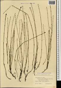 Equisetum ramosissimum Desf., Caucasus, Black Sea Shore (from Novorossiysk to Adler) (K3) (Russia)