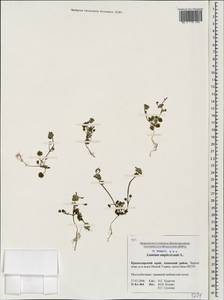 Lamium amplexicaule L., Caucasus, Krasnodar Krai & Adygea (K1a) (Russia)