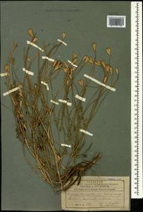 Papaver macrostomum Boiss. & A. Huet ex Boiss., Caucasus, Armenia (K5) (Armenia)