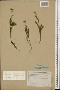 Tanacetum achilleifolium (M. Bieb.) Sch. Bip., Caucasus (no precise locality) (K0)