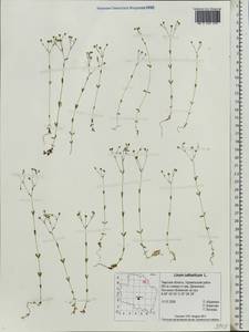 Linum catharticum L., Eastern Europe, North-Western region (E2) (Russia)