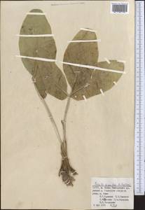 Ferula gigantea B. Fedtsch., Middle Asia, Pamir & Pamiro-Alai (M2) (Uzbekistan)