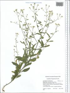 Lepidium ferganense Korsh., Middle Asia, Western Tian Shan & Karatau (M3) (Kyrgyzstan)