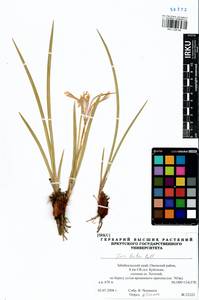 Iris lactea Pall., Siberia, Baikal & Transbaikal region (S4) (Russia)
