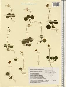 Moneses uniflora (L.) A. Gray, Eastern Europe, Central region (E4) (Russia)