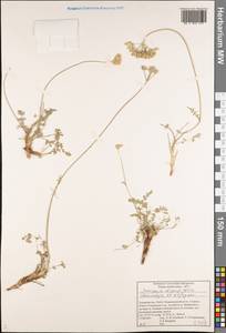 Semenovia dissectifolia Ukrainsk. & Kljuykov, Middle Asia, Pamir & Pamiro-Alai (M2) (Tajikistan)