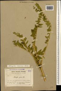 Astragalus alopecurus Pall. ex DC., Caucasus, Armenia (K5) (Armenia)