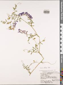 Vicia villosa Roth, Eastern Europe, Central region (E4) (Russia)