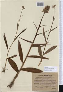 Dactylorhiza maculata subsp. fuchsii (Druce) Hyl., Eastern Europe, Eastern region (E10) (Russia)