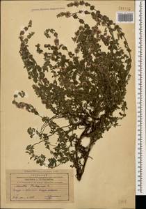 Mentha pulegium L., Caucasus, Azerbaijan (K6) (Azerbaijan)