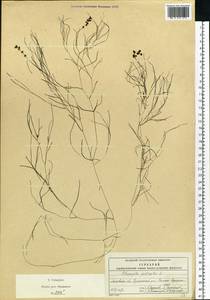 Stuckenia pectinata (L.) Börner, Eastern Europe, Moscow region (E4a) (Russia)