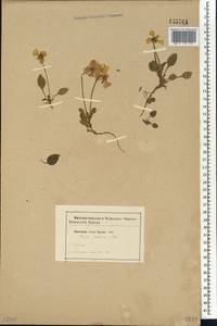 Viola altaica Ker Gawl., Siberia (no precise locality) (S0) (Russia)