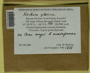 Forsstroemia yezoana (Besch.) S. Olsson, Enroth & D. Quandt, Bryophytes, Bryophytes - Russian Far East (excl. Chukotka & Kamchatka) (B20) (Russia)