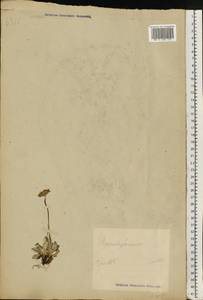 Primula farinosa L., Eastern Europe, Estonia (E2c) (Estonia)