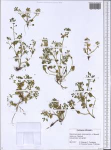 Cochlearia officinalis L., Siberia, Chukotka & Kamchatka (S7) (Russia)