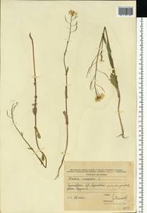 Brassica rapa subsp. sylvestris (L.) Janch., Eastern Europe, Central forest region (E5) (Russia)