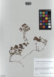 Thymus proximus Serg., Siberia, Altai & Sayany Mountains (S2) (Russia)