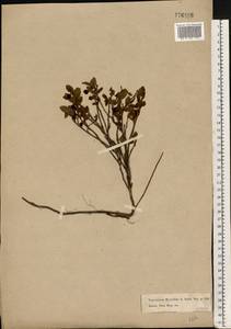Vaccinium myrtillus L., Eastern Europe, Moscow region (E4a) (Russia)