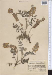 Hedysarum iliense B.Fedtsch., Middle Asia, Dzungarian Alatau & Tarbagatai (M5) (Kazakhstan)