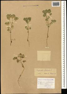 Euphorbia falcata L., Caucasus, Armenia (K5) (Armenia)