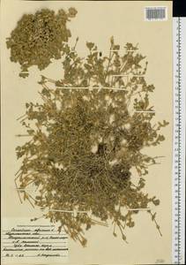 Cerastium alpinum L., Eastern Europe, Northern region (E1) (Russia)