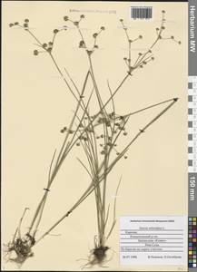 Juncus articulatus L., Eastern Europe, Northern region (E1) (Russia)