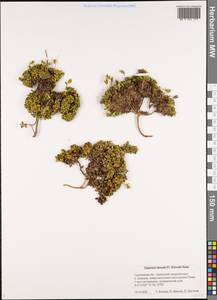 Diapensia obovata (F. Schmidt) Nakai, Siberia, Russian Far East (S6) (Russia)