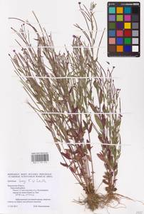 Epilobium lamyi F. W. Schultz, Eastern Europe, Central region (E4) (Russia)