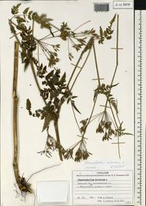 Chaerophyllum hirsutum L., Eastern Europe, North-Western region (E2) (Russia)