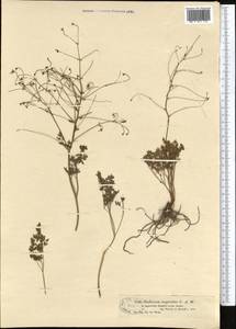 Thalictrum isopyroides C. A. Mey., Middle Asia, Dzungarian Alatau & Tarbagatai (M5) (Kazakhstan)