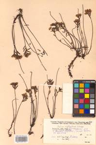 Phedimus sichotensis (Vorosch.) 't Hart, Siberia, Russian Far East (S6) (Russia)