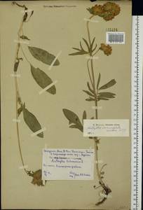 Anthyllis vulneraria subsp. polyphylla (DC.)Nyman, p.p., Eastern Europe, Central forest-and-steppe region (E6) (Russia)