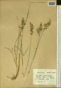 Anthoxanthum nitens (Weber) Y.Schouten & Veldkamp, Eastern Europe, Eastern region (E10) (Russia)